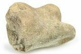 Theropod Dinosaur Toe Bone - Montana #268539-1